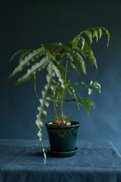 Bergs Potter Copenhagen Pot Blue, Ø18 Cm -Gubi Furni Sales bergs potter copenhagen pot blue 17 3