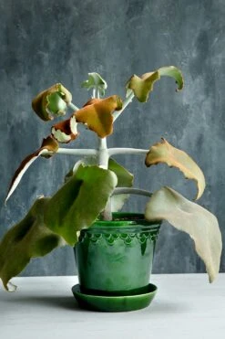 Bergs Potter Copenhagen Pot Green, 14 Cm 13 Bergs Potter Copenhagen Pot Green, 14 Cm -Gubi Furni Sales bergs potter copenhagen pot green 24