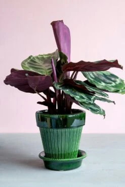 Bergs Potter Simona Pot Green, 14 Cm 11 Bergs Potter Simona Pot Green, 14 Cm -Gubi Furni Sales bergs potter simona pot green 7