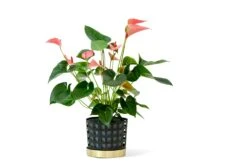 Klong Trio Flowerpot Medium Square, Blue 9 Klong Trio Flowerpot Medium Square, Blue -Gubi Furni Sales klong trio flowerpot square blue 1