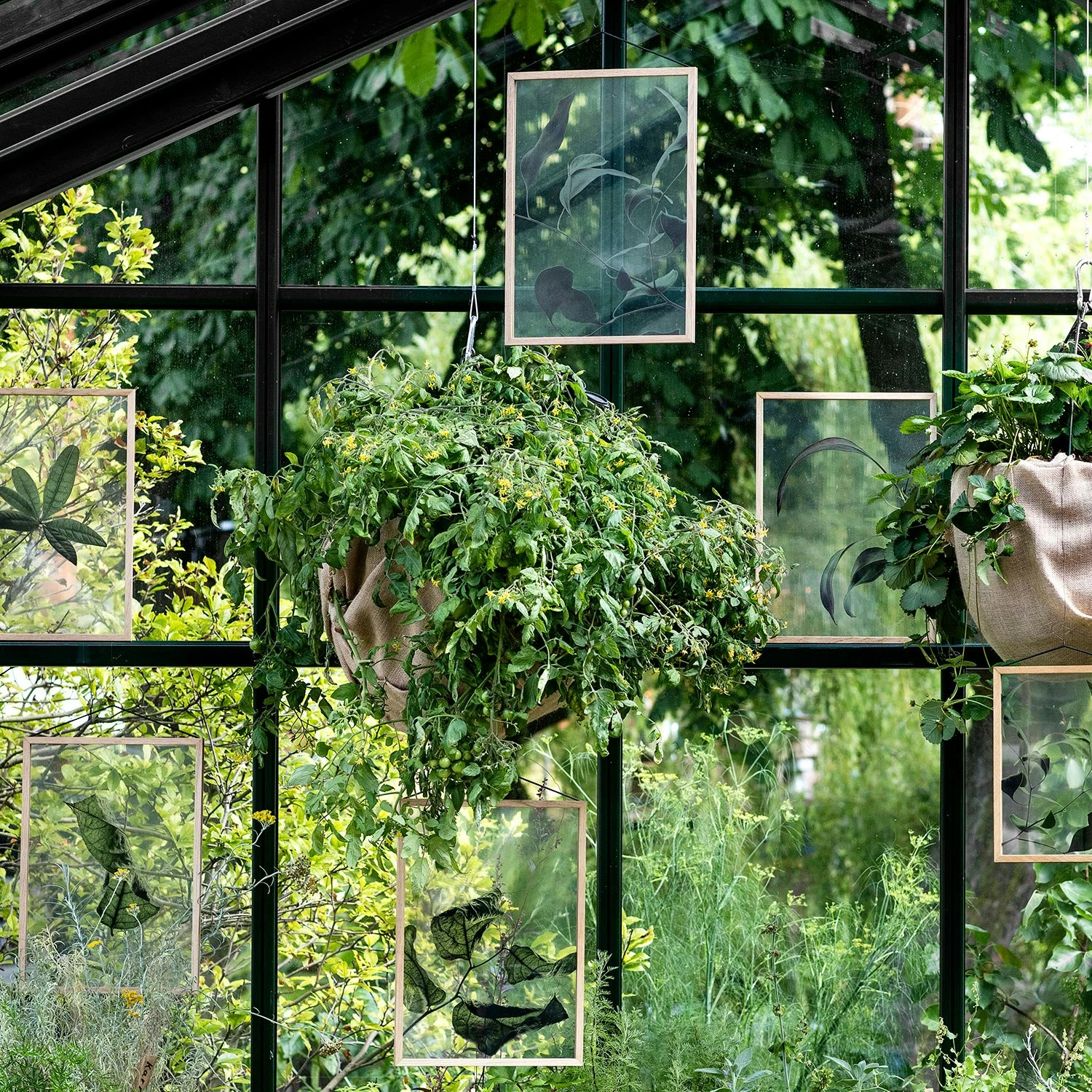 Floating Leaves 09 Poster A3 8 Floating Leaves 09 Poster A3 - Image 6